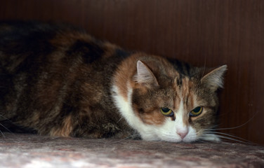 tricolor domestic cat close
