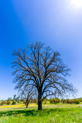 Oak Tree in Field in Daylight 