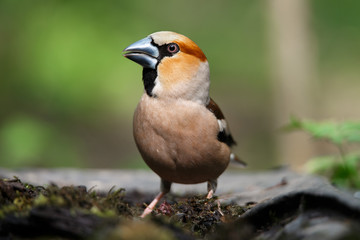 a grosbeak, is sitting on an old stump