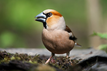 a grosbeak, is sitting on an old stump