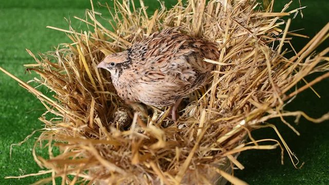 a domestic quail sits in a nest and hatches quail eggs.Poultry farm, agriculture