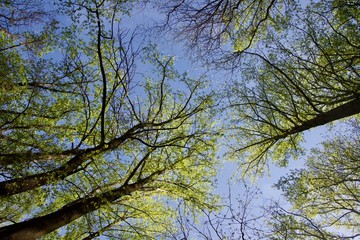 tree branches against blue sky