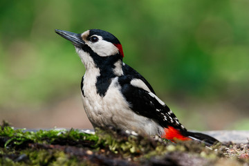 A large spotted woodpecker sat on an old branch in the moss