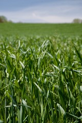 green field of corn