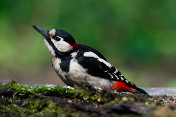 A large spotted woodpecker sat on an old branch in the moss