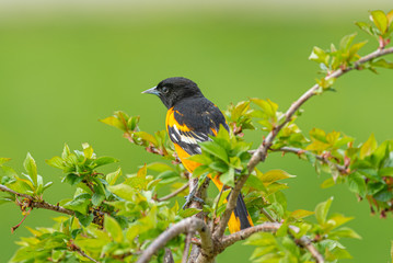 Orange Baltimore Oriole bird perched on branch of cherry tree on spring day
