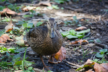 Duck