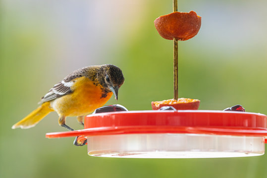 Orange Baltimore Oriole bird perched on bird feeder eating grape jelly on spring day