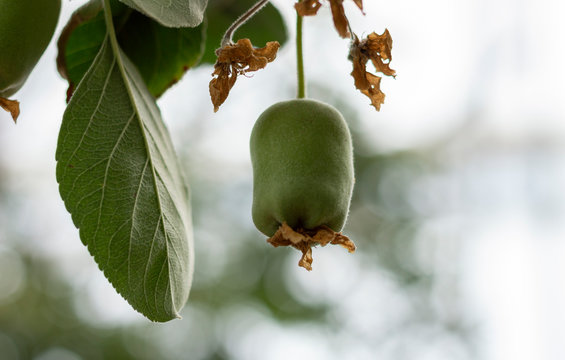 Fruto joven de manzana 
