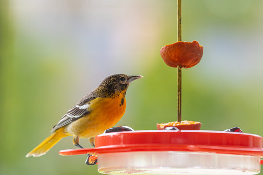 Orange Baltimore Oriole Bird Perched On Bird Feeder Eating Grape Jelly On Spring Day