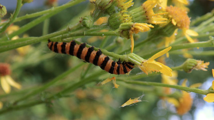Cinnabar Moth Caterpillar on a Flower