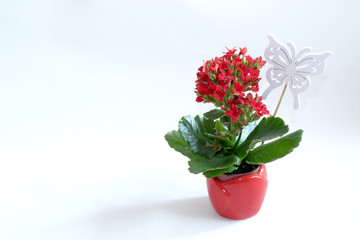 Kalanchoe in a beautiful red pot on a white background