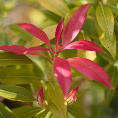 Pieris with red and green leaves in spring, England, United Kingdom