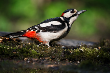 A large spotted woodpecker sat on an old branch in the moss