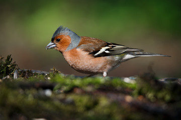 portrait of a Finch bird sitting on an old branch