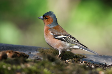 portrait of a Finch bird sitting on an old branch
