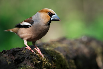a grosbeak, is sitting on an old stump