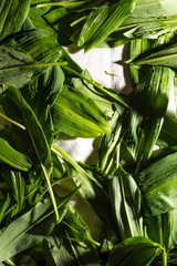 green sea of wild garlic or ramson