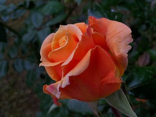 orange rose in the garden