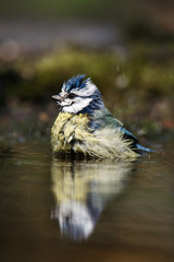 Obraz premium blue tit swims in the water and drinks
