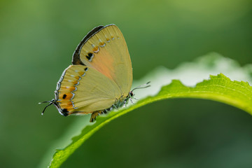 금강산귤빛부전나비