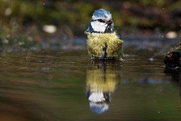 blue tit swims in the water and drinks