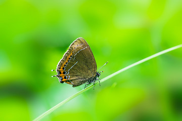 벗나무까마귀부전나비