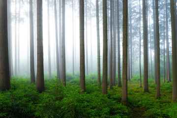 Obraz premium wald, baum, natur, baum, nebel, landschaft, herbst, nebel, sonne, holz, green, licht, holz, wald, morgen, nebelig, föhre, sonnenlicht, laub, sommer, rain, blatt