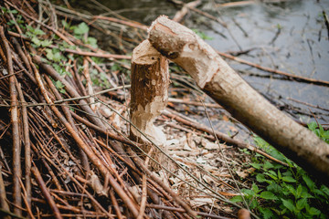 Baum von Einem Biber Abgenagt	