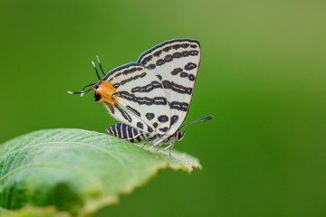 거꾸로여덟팔나비