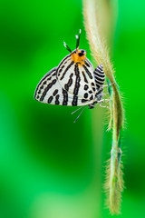 쌍꼬리부전나비