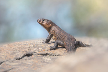 Wild adult Cunninghams spiny-tailed skink (Egernia cunninghami) basking on rock in Australia
