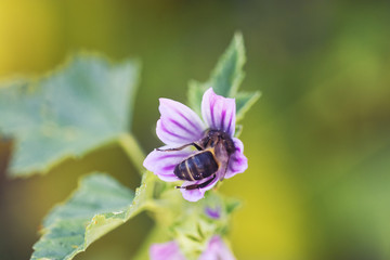 Honey Bee on purple flower. Honeybee working on Growing Flowers field closeup. Macro. Blooming Violet fragrant. nature background. bee on flower.