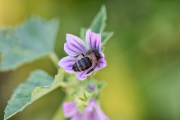 Honey Bee on purple flower. Honeybee working on Growing Flowers field closeup. Macro. Blooming Violet fragrant. nature background. bee on flower.