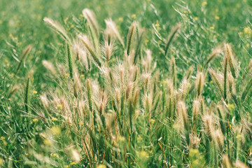 Tall dry windblown grass in soft sunlight