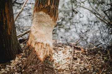 Die Biberzahnkennzeichen auf einem Baumstamm, Baum zerfressen durch den Biber.	
