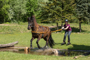 Skatejöring mit Pferd