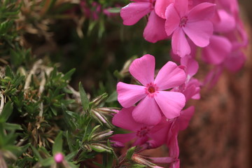 fioletowe  kwiaty  wśród  zielonych  liści © Mirosaw
