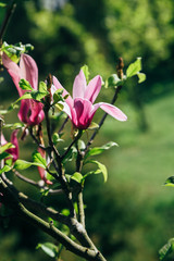 Pink magnolia flowers in spring time on defocused green leaves background. Spring season blossom