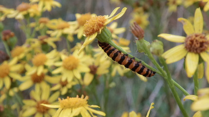 Cinnabar Moth Caterpillar on a Flower