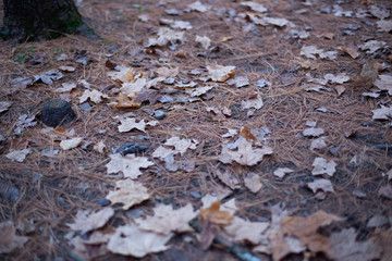 pine needles on fall forest ground