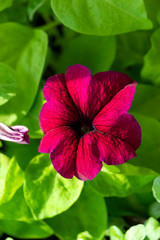 maroon Petunia flower on a green background close up