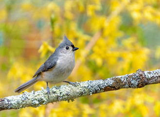 Tufted titmouse, a grey bird perched in front of bright yellow  forsythia flowers