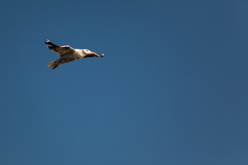 vulture in flight