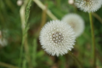 A dandelion seedhead with parachute ball opened into a full sphere. Mature seeds are attached to the plant, however they are ready to be spread away.