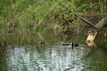 an eurasian coot with baby coots in a dead river branch. 