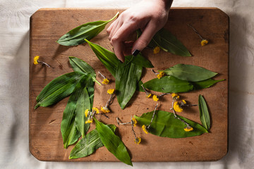 wild garlic or ramson on wooden cutting board with coltsfoot, hand holding a coltsfoot,  top view