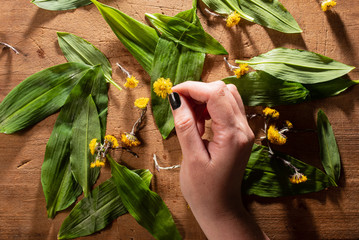 wild garlic or ramson on wooden cutting board with coltsfoot, hand holding a coltsfoot,  top view