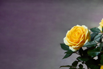 Yellow rose with green leaves on a purple blurred background. Postcard for text.