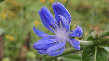 blue iris flower